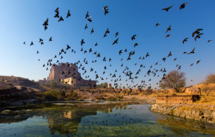 C. Jodhpur - the Blue City