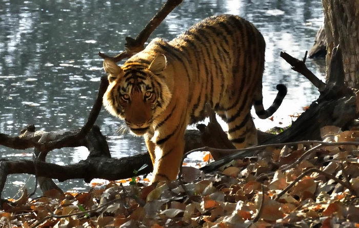 H. Ranthambore National Park - the Home of Tigers